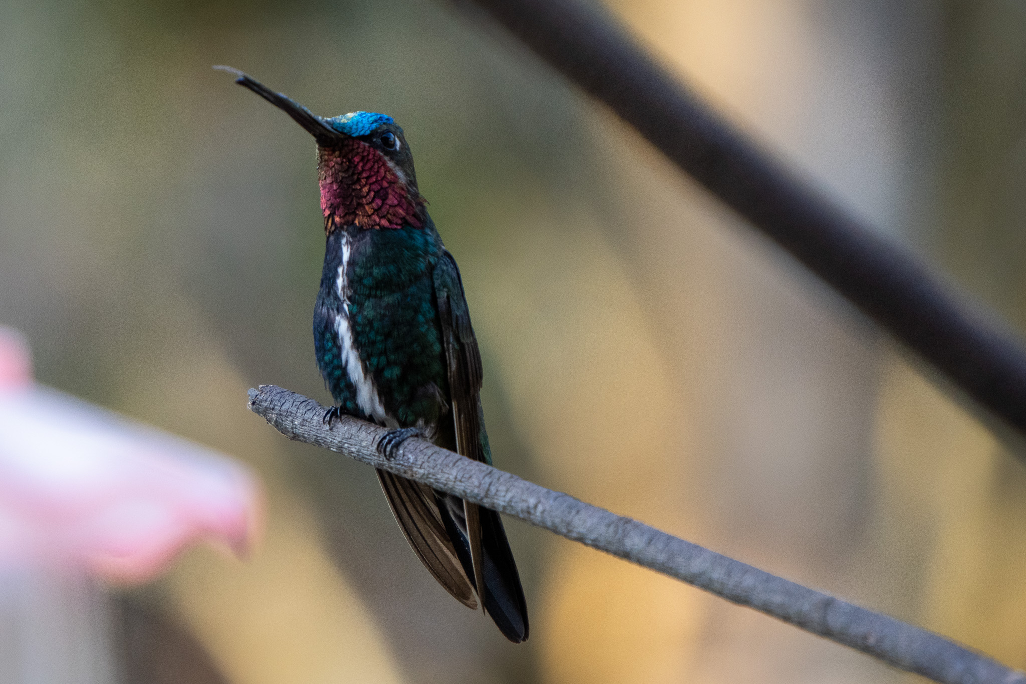 Birding at Pousada da Fazenda