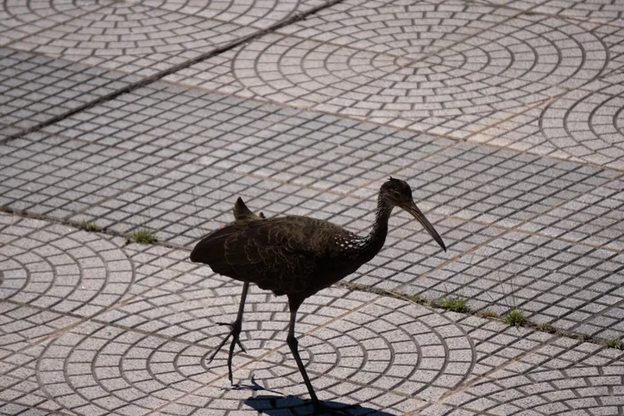 A dark brown Limpkin with a long curved beak walking across a cobblestone pavement in bright sunlight.