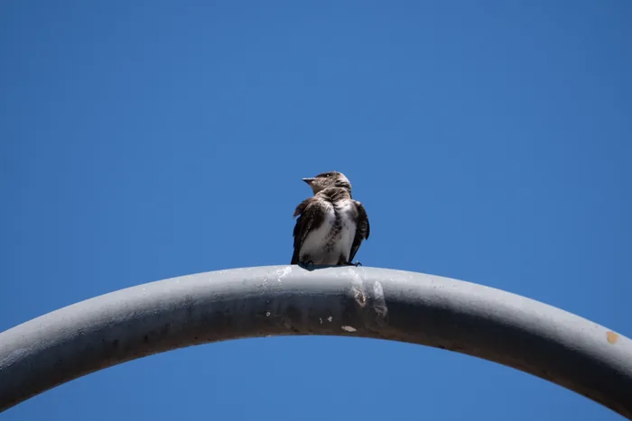 A small White-rumped Swallow with dark upperparts and white underparts perched on the top of a curved iron arch against a clear blue sky.