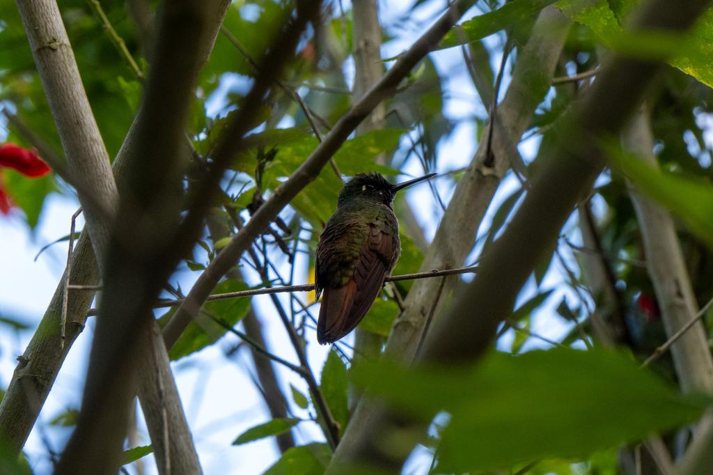 A hummingbird with dark iridescent plumage and rufous wings perched on a thin branch, partially hidden among green leaves with red flowers in the background.