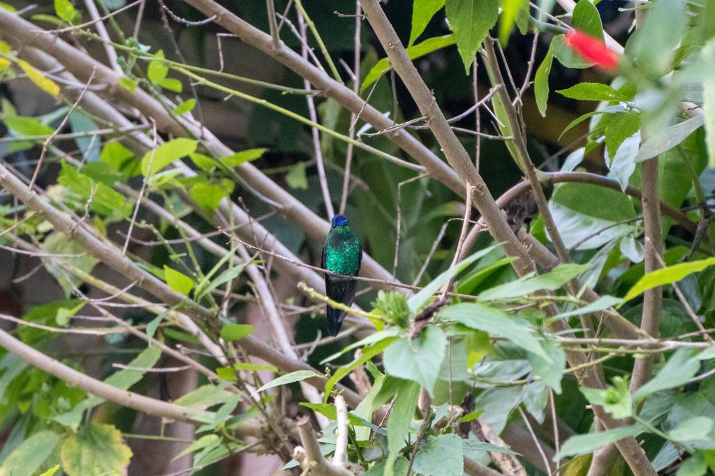 A Swallow-tailed Hummingbird with brilliant blue and green iridescent plumage perched on a thin bare branch amid lush green garden foliage, with a red flower visible in the background.